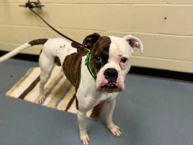 Benji - Boxer