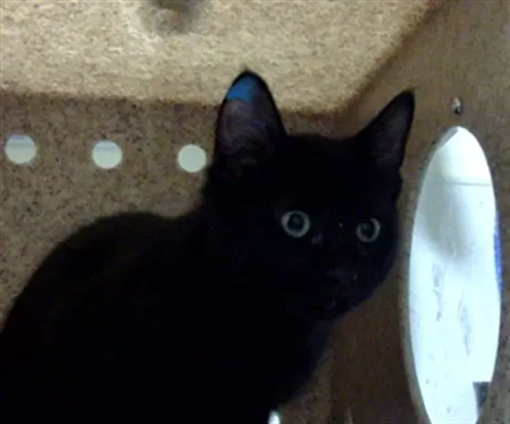 Comma - Domestic Medium Hair