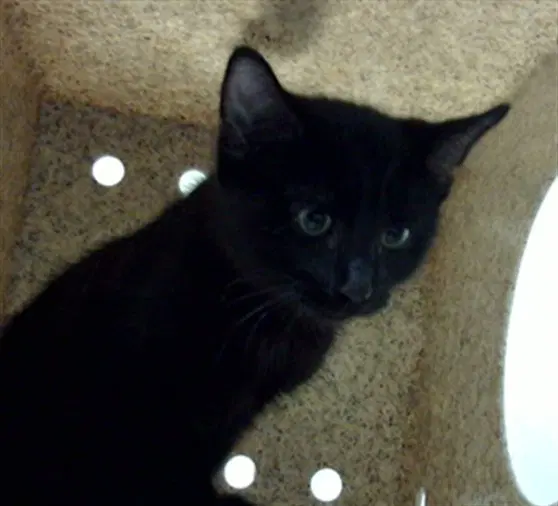 Question - Domestic Medium Hair