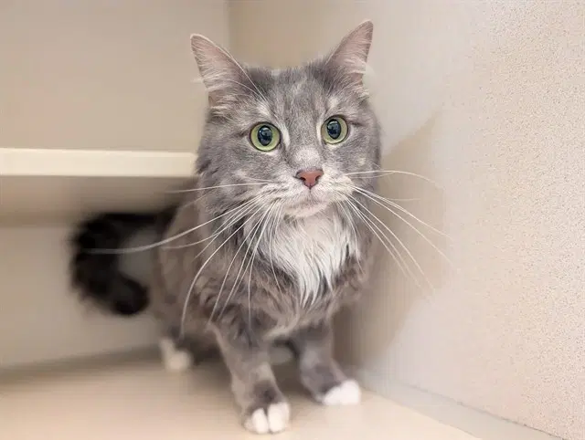 Milly - Domestic Long Hair