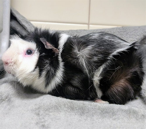PEPPER, a guinea pig for adoption from Denver Animal Shelter