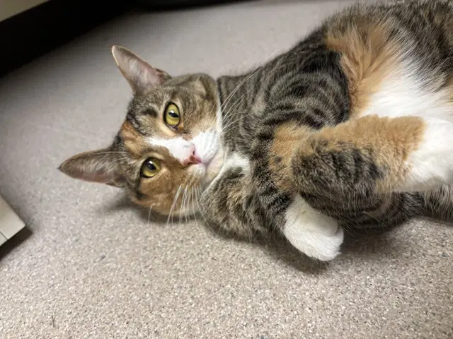 Seraphine - Domestic Short Hair