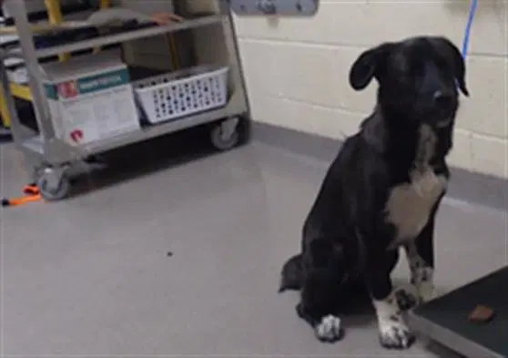 Babe - Border Collie
