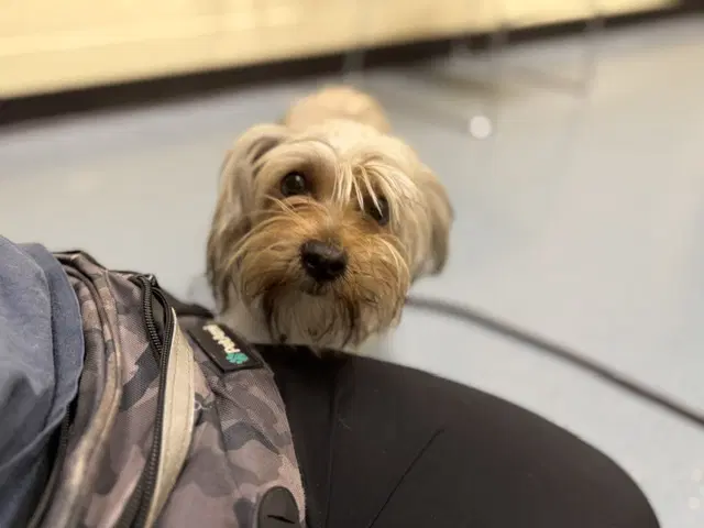 Wendy - Yorkshire Terrier Yorkie