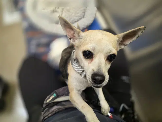 Peachette - Chihuahua