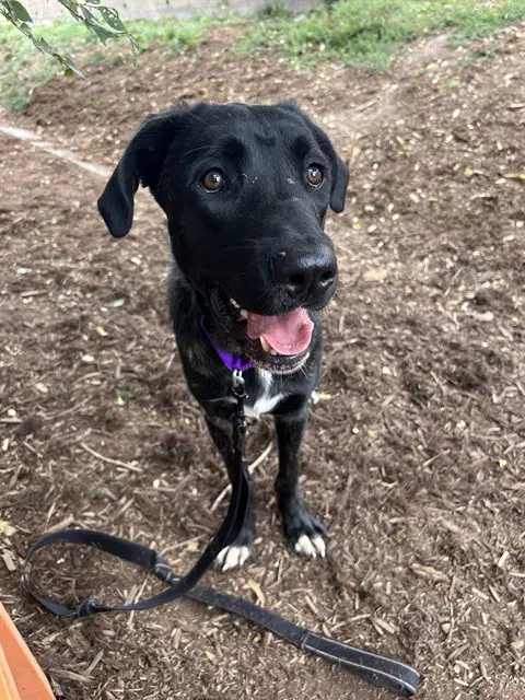 Waluigi - Cane Corso Mastiff