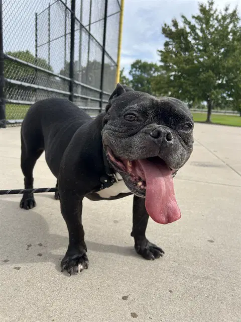 Bro - English Bulldog