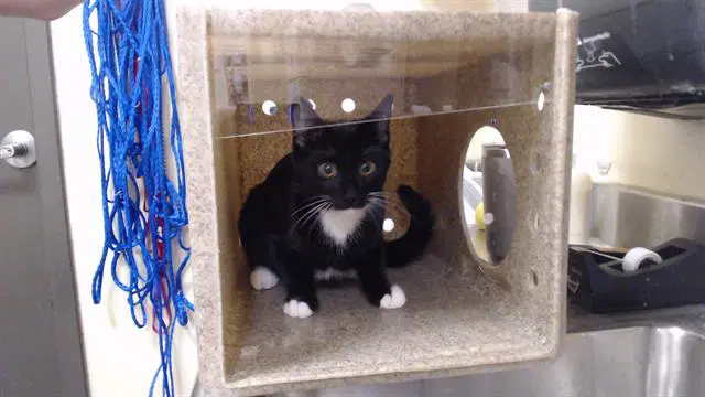 Sylvesta - Domestic Short Hair