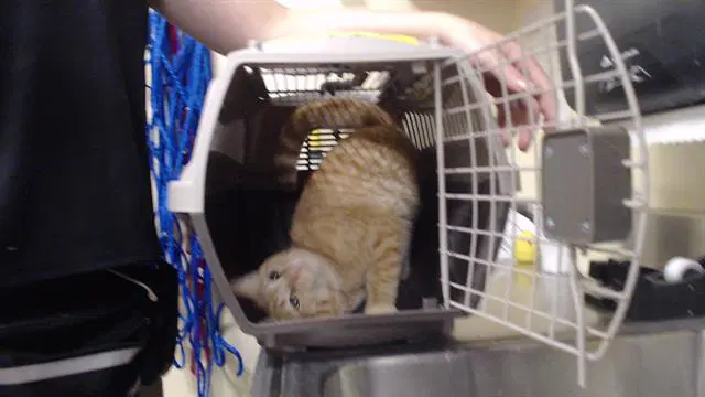 Chester - Domestic Short Hair
