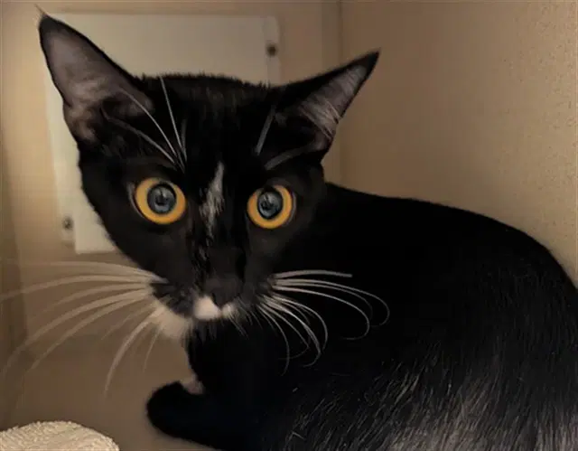 Chex Factory - Domestic Short Hair