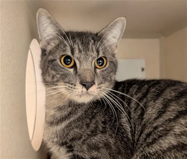 Cheesy Noodle Man - Domestic Short Hair