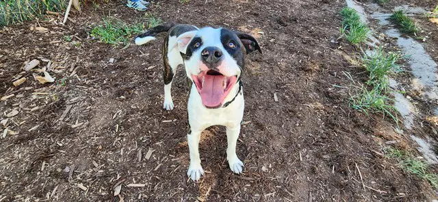 Pepe Le Pew - American Pit Bull Terrier