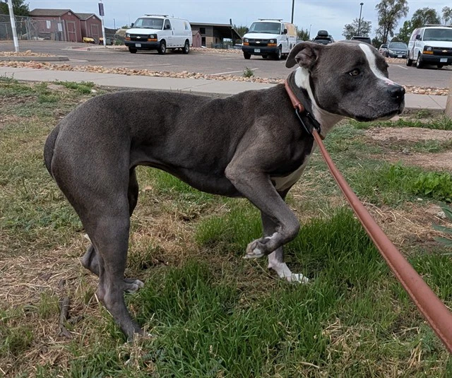 Yoshi