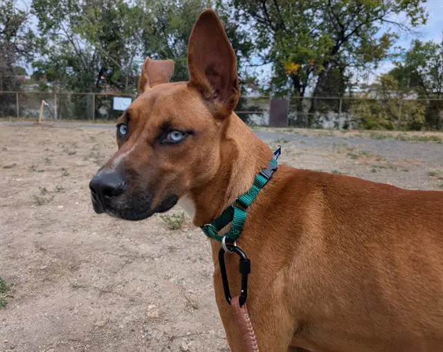 Max - German Shepherd Dog
