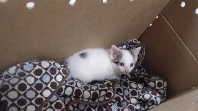 Prince - Domestic Short Hair