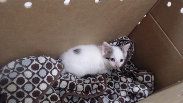 Prince