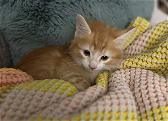 Thistle - Domestic Short Hair