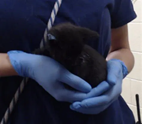 Shadow - Domestic Short Hair