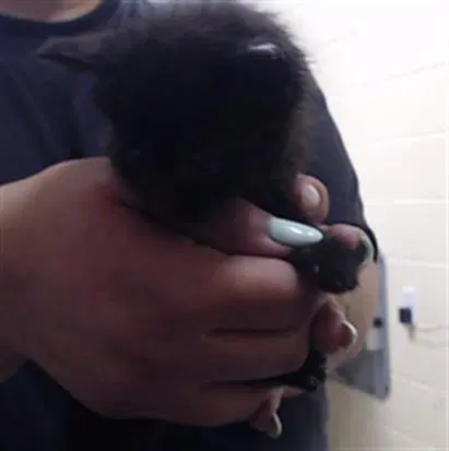 Onyx - Domestic Short Hair