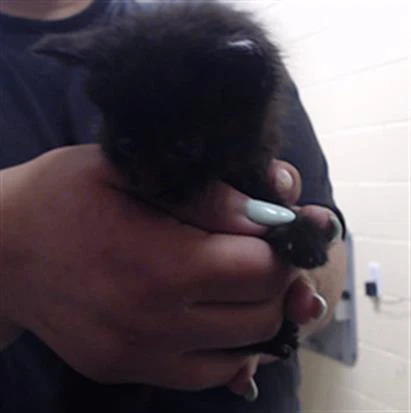 Onyx