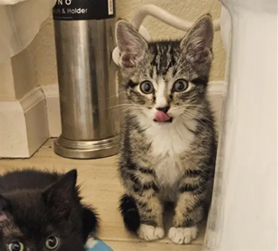 Houdini - Domestic Short Hair