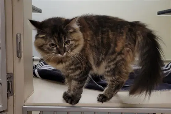 Michele - Domestic Medium Hair