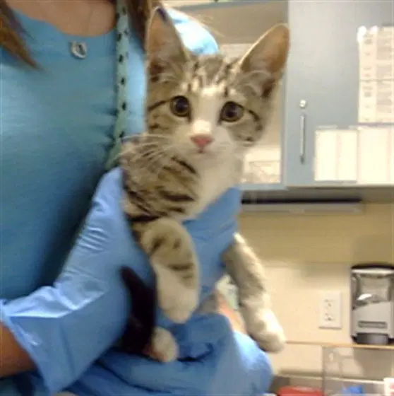 Sweater - Domestic Short Hair
