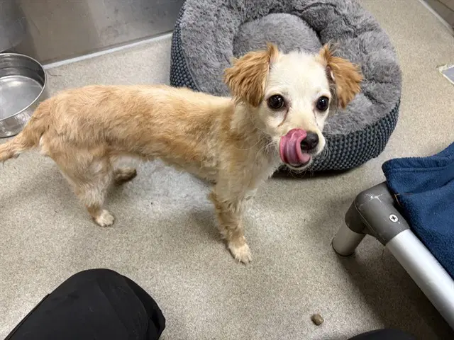 Rosalina - Chihuahua