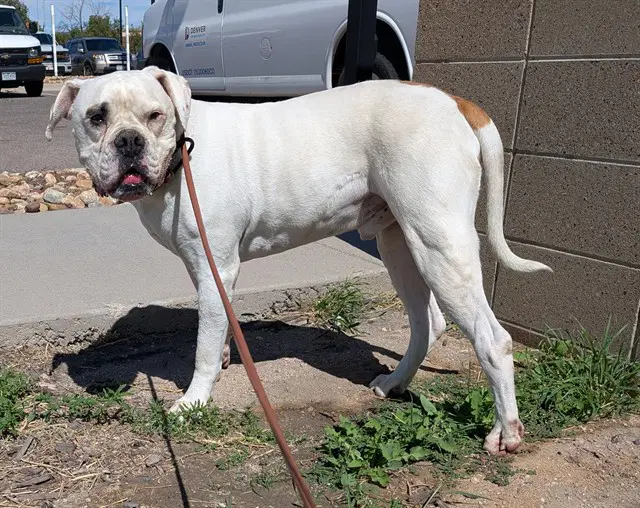 Bowser - American Bulldog
