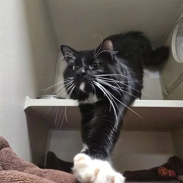 Tybalt - Domestic Medium Hair