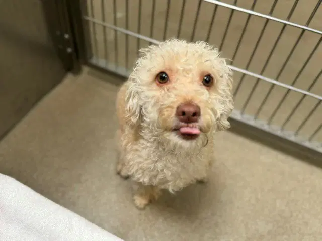Doki - Poodle (Miniature)
