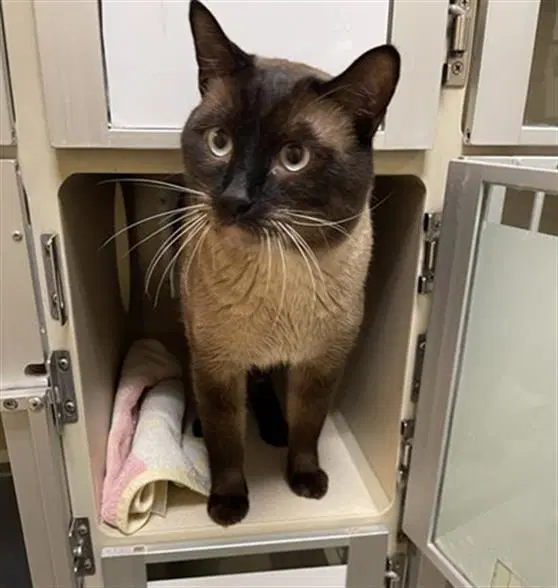 Gus - Domestic Short Hair