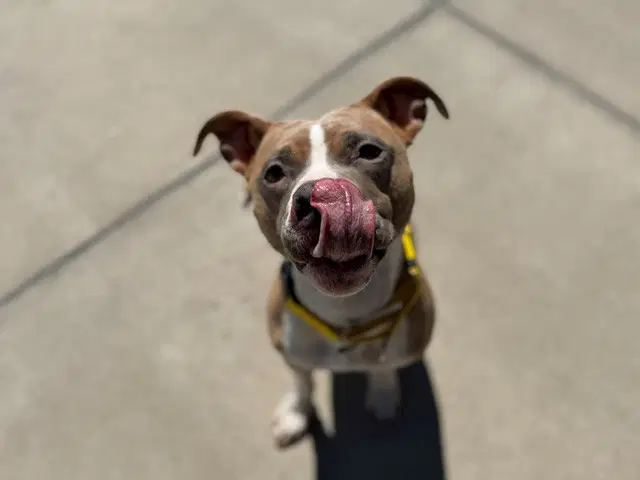 Shiloh - American Pit Bull Terrier