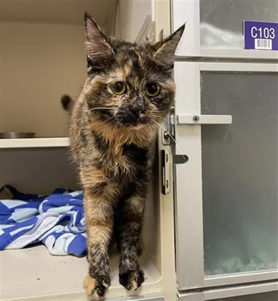 Pumpkin Spice - Domestic Short Hair