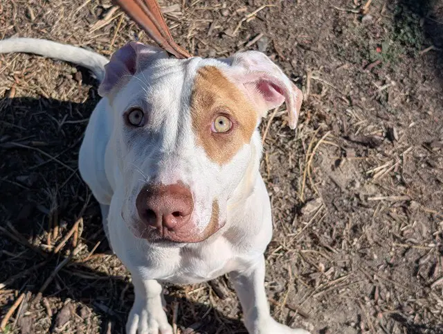 Koopa Troopa - Pit Bull Terrier