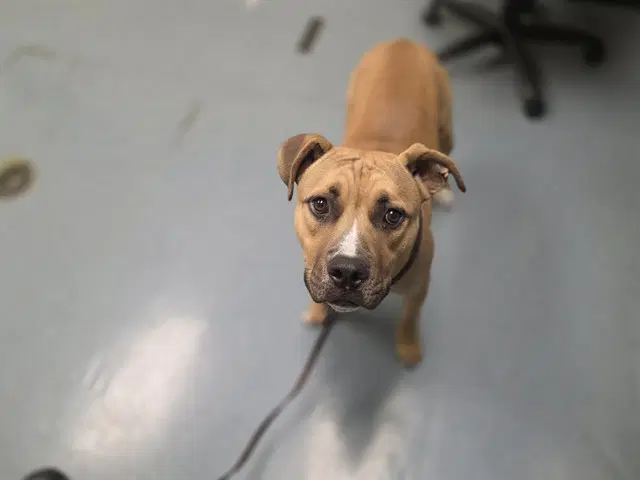 Mono - Staffordshire Bull Terrier