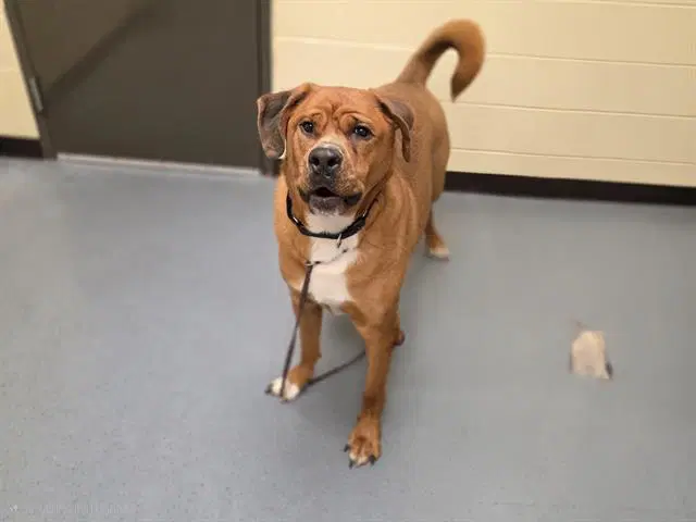 Wario - Mastiff