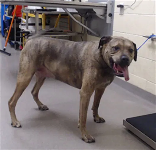Kai - Bullmastiff