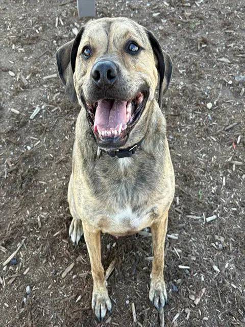 Kai - Bullmastiff