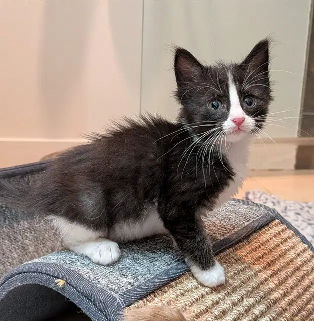 Tux - Domestic Short Hair