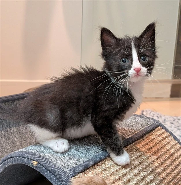 Tux