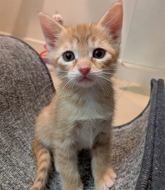 Creamsicle - Domestic Short Hair