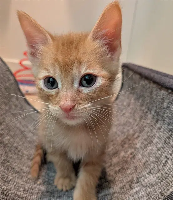 Squinty - Domestic Short Hair