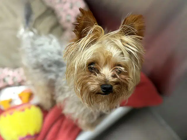 Lola - Yorkshire Terrier Yorkie