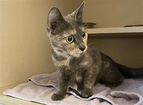 Foliage - Domestic Short Hair