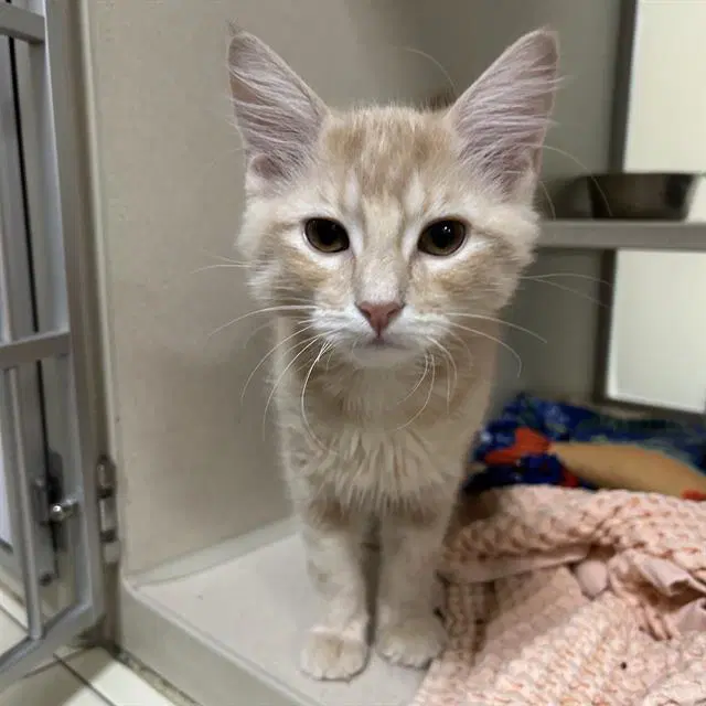 Biscuit - Domestic Short Hair