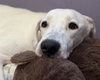 PRINCESS PEACH — Denver, CO Adoption