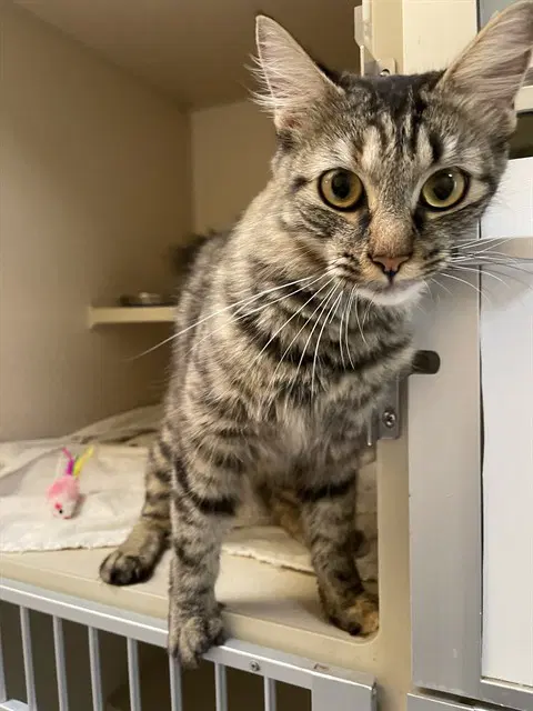 Gourd - Domestic Medium Hair