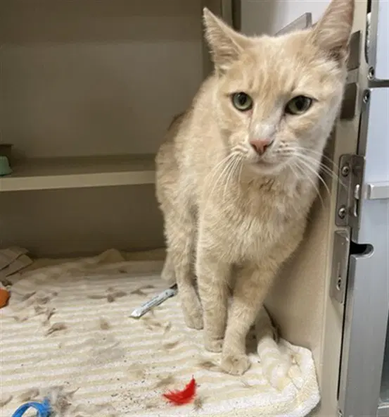 Bonfire - Domestic Short Hair