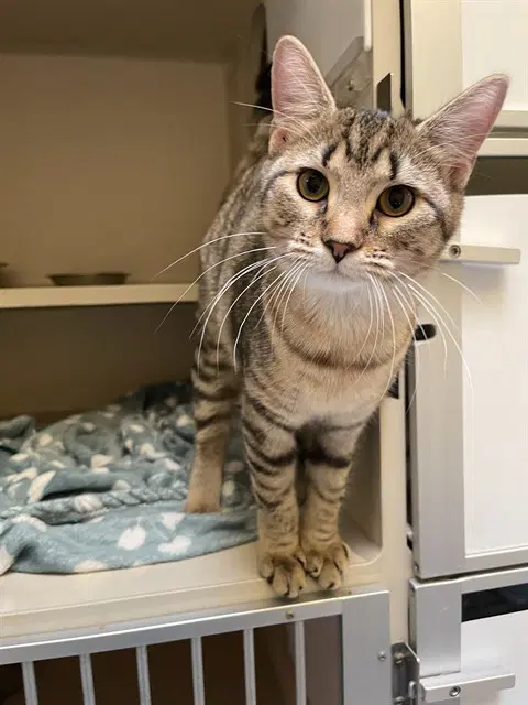 Cornucopia - Domestic Short Hair